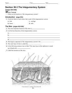 Worksheet The Integumentary System Answer Key