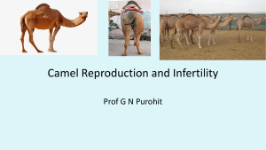 Lecture 18 Camelid Infertility