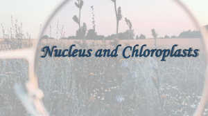 Nucleus and Chloroplast