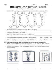 DNA Review Packet Updated