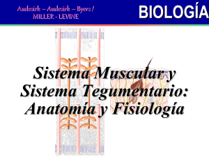 02 SISTEMA MUSCULAR Y TEGUMENTARIO - Anatomía y Fisiología