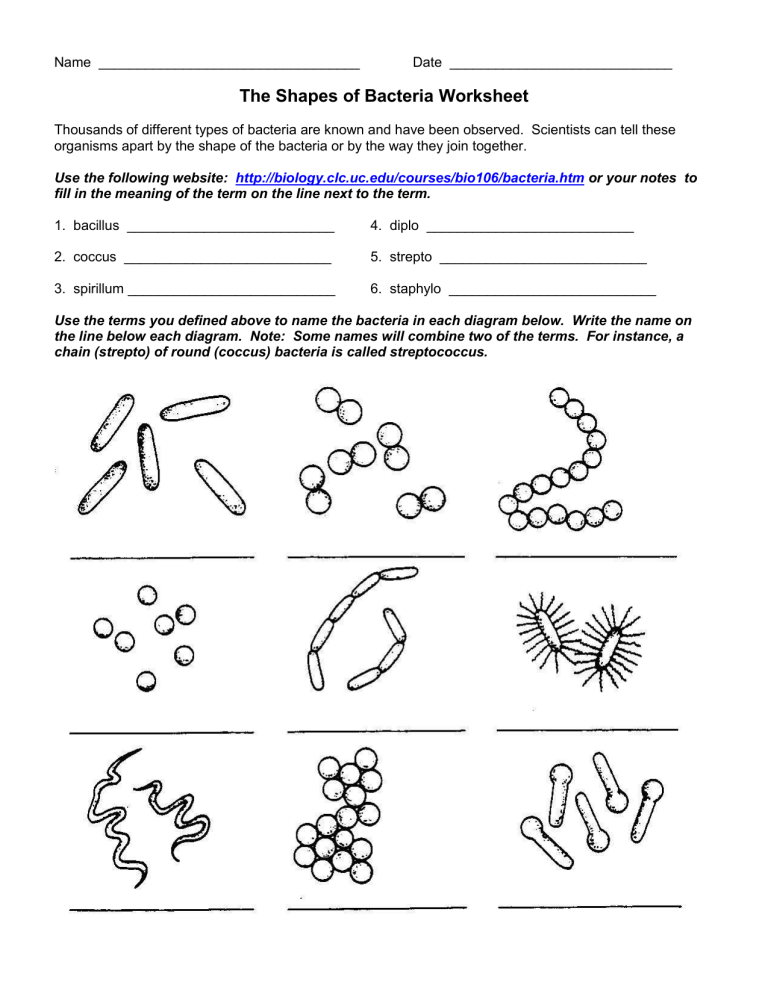 The Shapes Of Bacteria Worksheet