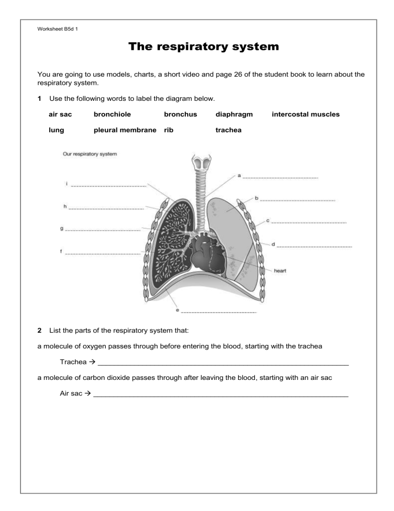 Respiratory System Worksheet Breathing Gas Exchange