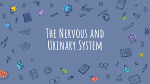 the nervous and urinary systems