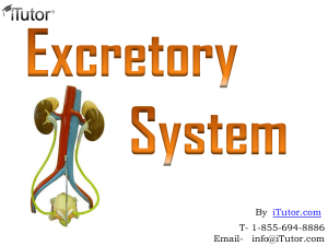 excretorysystem-130619031624-phpapp01