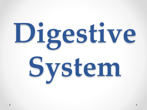 Grade-6-Science-Digestive-System