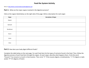 Feed the System Activity