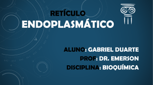 Retículo endoplasmático Gabriel Duarte