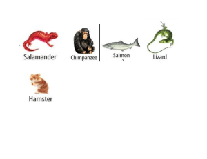 cladogram species