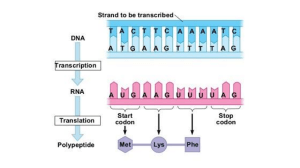 Genetic code and protein synthesis