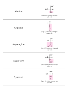 Amino Acid Reference Sheet