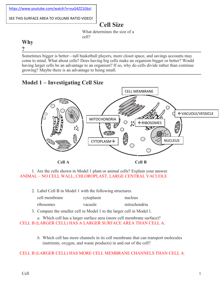 Cell Size-KEY