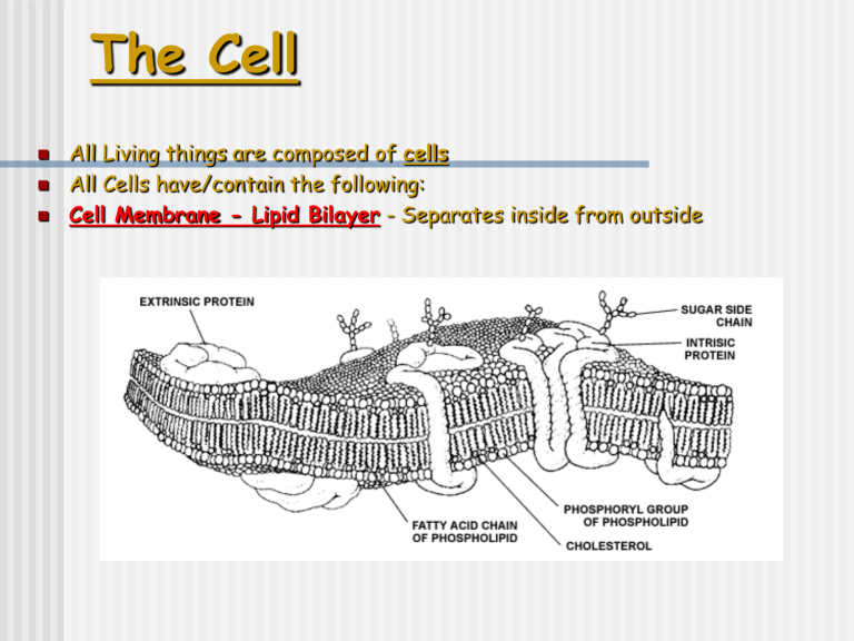 The Cell