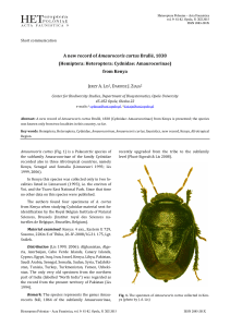 A new record of Amaurocoris curtus Brullé, 1838 (Hemiptera: Heteroptera: Cydnidae: Amaurocorinae) from Kenya