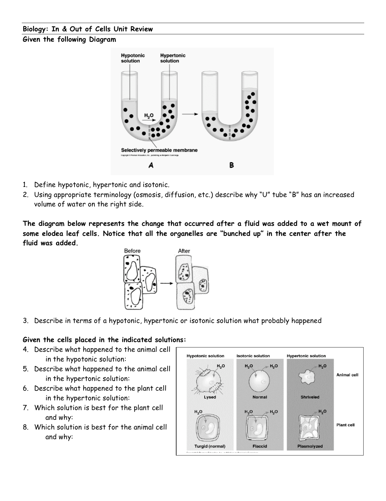 Osmosis In Plant And Animal Cells Worksheet Vwcampervanusa
