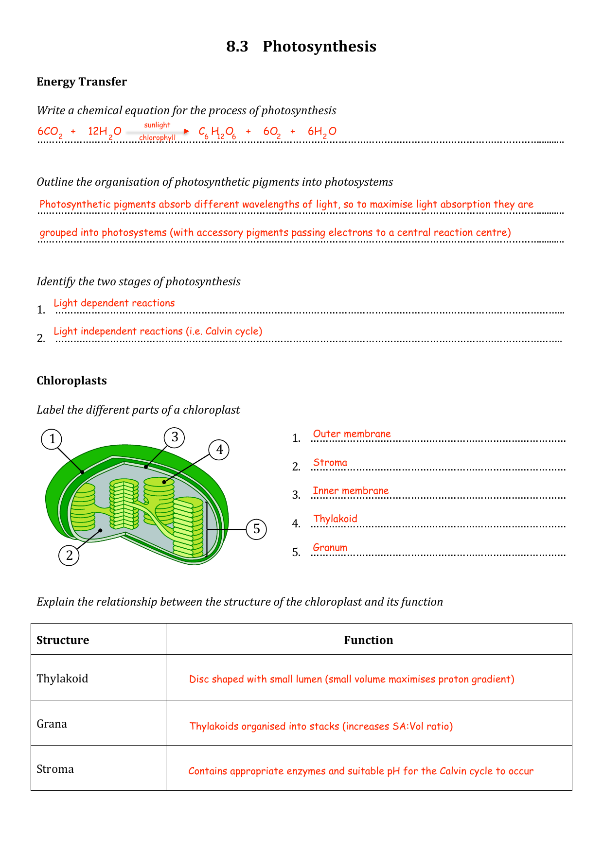 Chapter 8 Photosynthesis Section Review 8 3 Answer Key