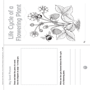 Plants Booklet
