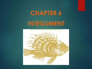 Chapter 6 - Integument