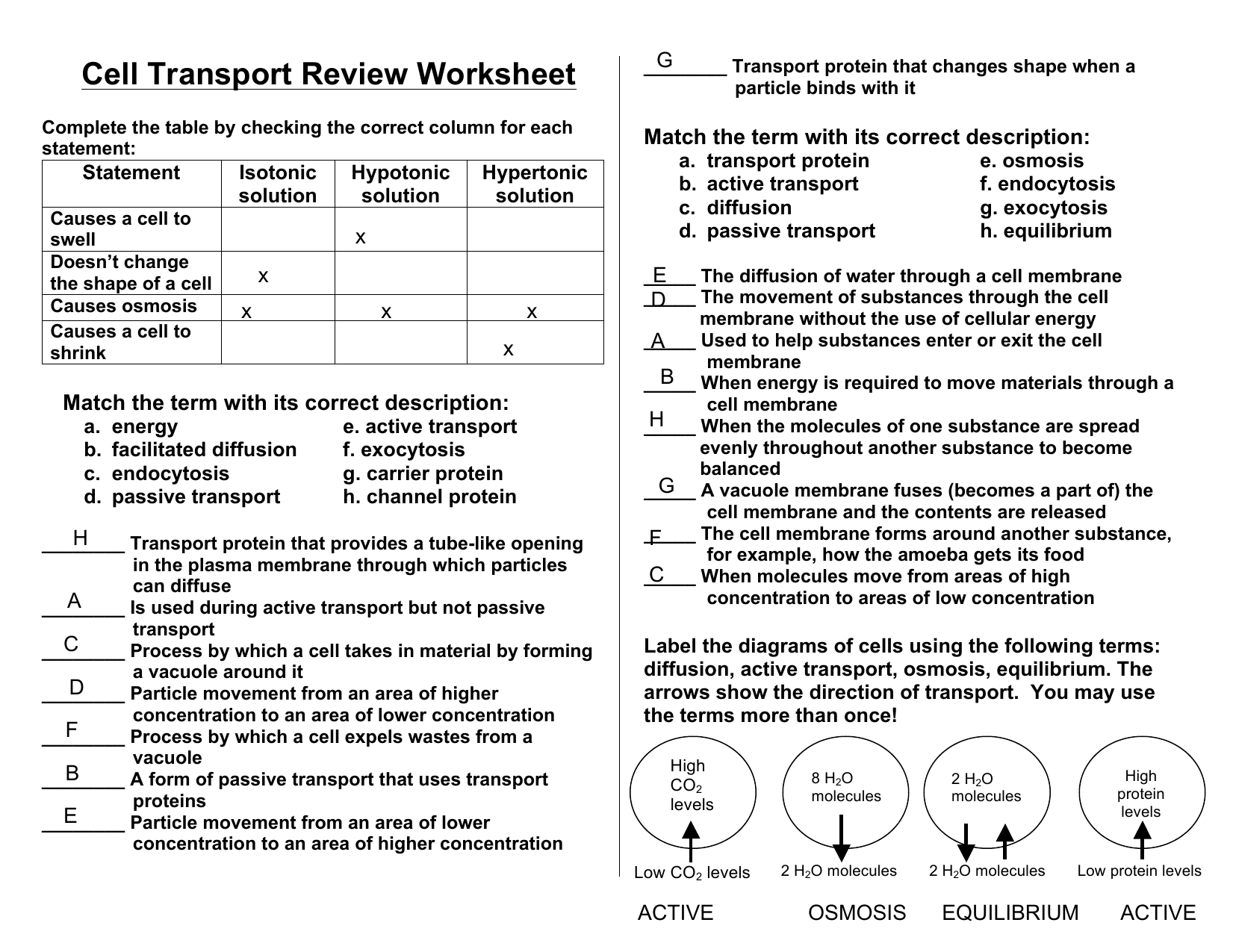 Cell Transport Worksheet Biology Answers