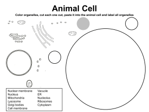 Build a Plant and Animal Cell