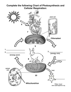 Photosynthesis and Cellular Respiration Cycle - Worksheet