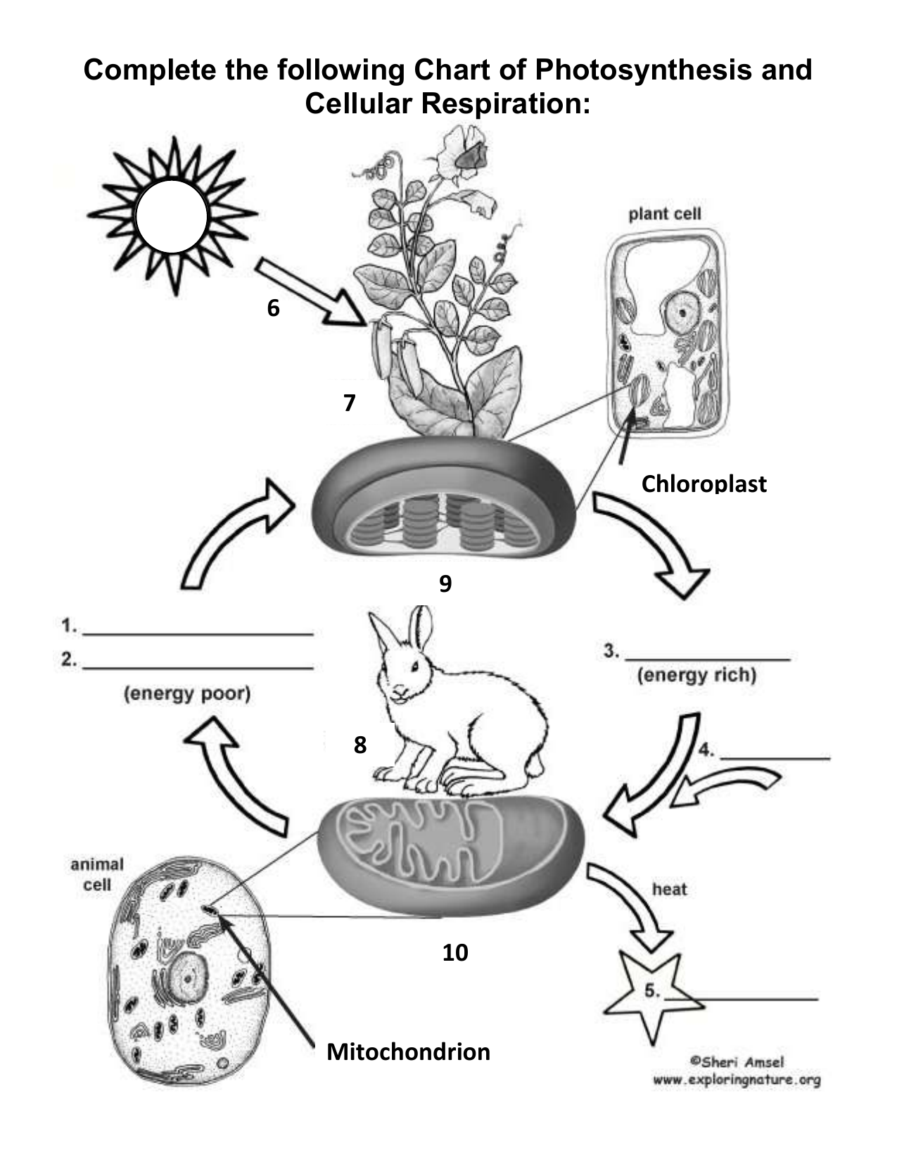 Photosynthesis and Cellular Respiration Cycle - Worksheet Inside Photosynthesis And Respiration Worksheet
