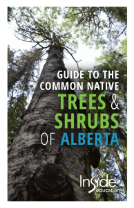 Alberta Trees  Guide