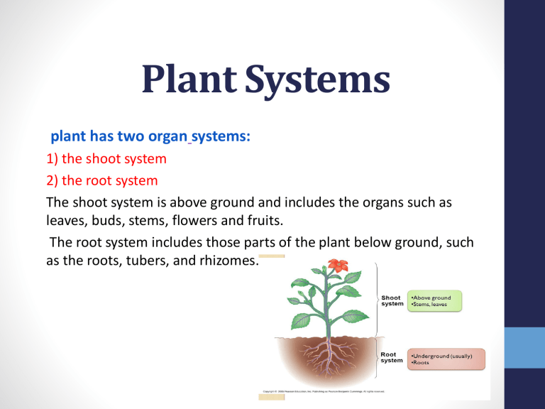 homework plant systems answers