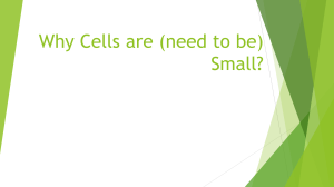 Cell Small