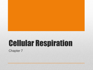 7 - Cellular Respiration