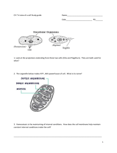 Cell Organelles Study Guide