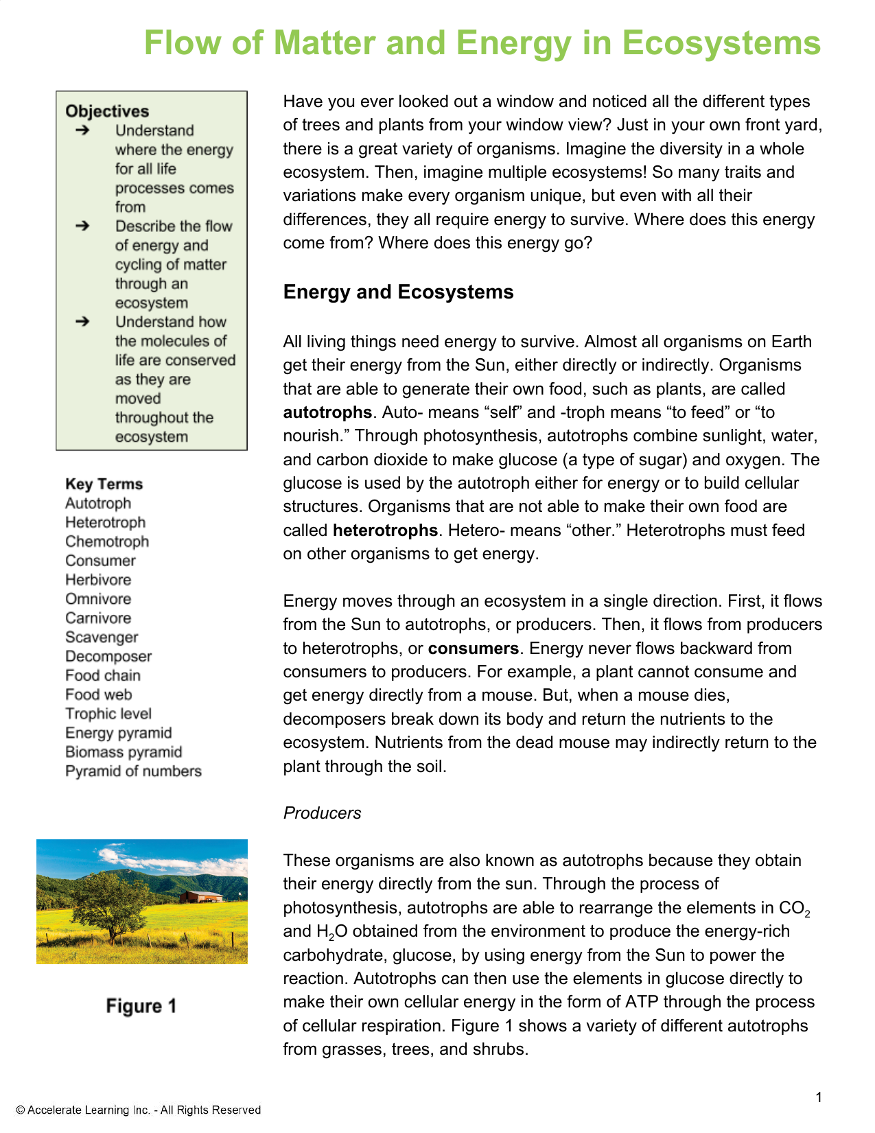 StemScopedia--Energy Flow in Ecoystems Within Energy Flow In Ecosystems Worksheet