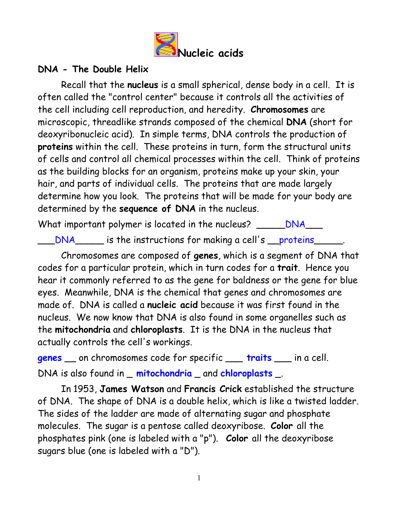 DNA Double Helix KEY With Regard To Dna The Double Helix Worksheet
