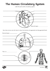 Human Body Overall Circulatory System Labelling (1)