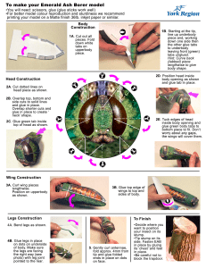 Ash Borer Instructions