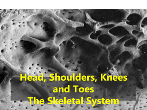 Skeletal system ppt 2020 (3)