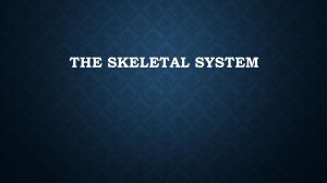 The Skeletal system Notes
