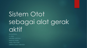 Sistem Otot sebagai alat gerak aktif