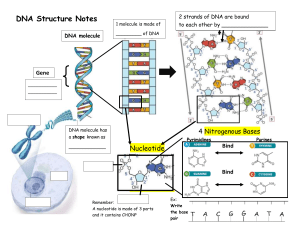 DNA structure Notes