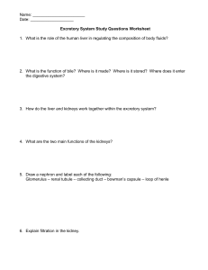 Excretory System Study Questions Worksheet