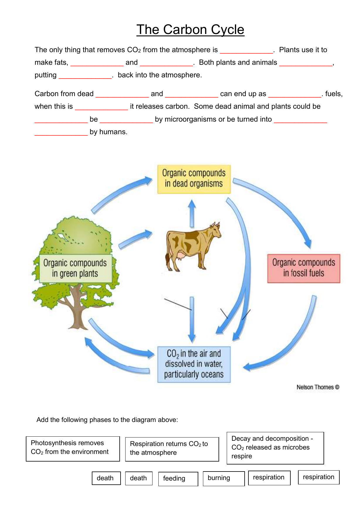 Carbon cycle worksheet Within Carbon Cycle Diagram Worksheet