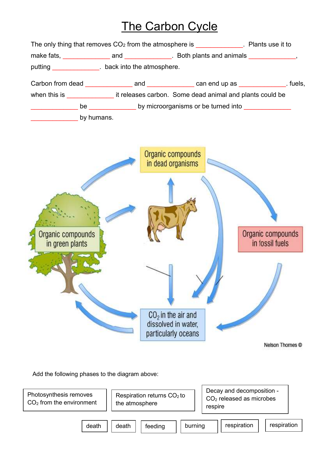 Carbon cycle worksheet For Carbon Cycle Worksheet Answers