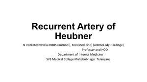 recurrent artery of Huebner's artery applied anatomy 