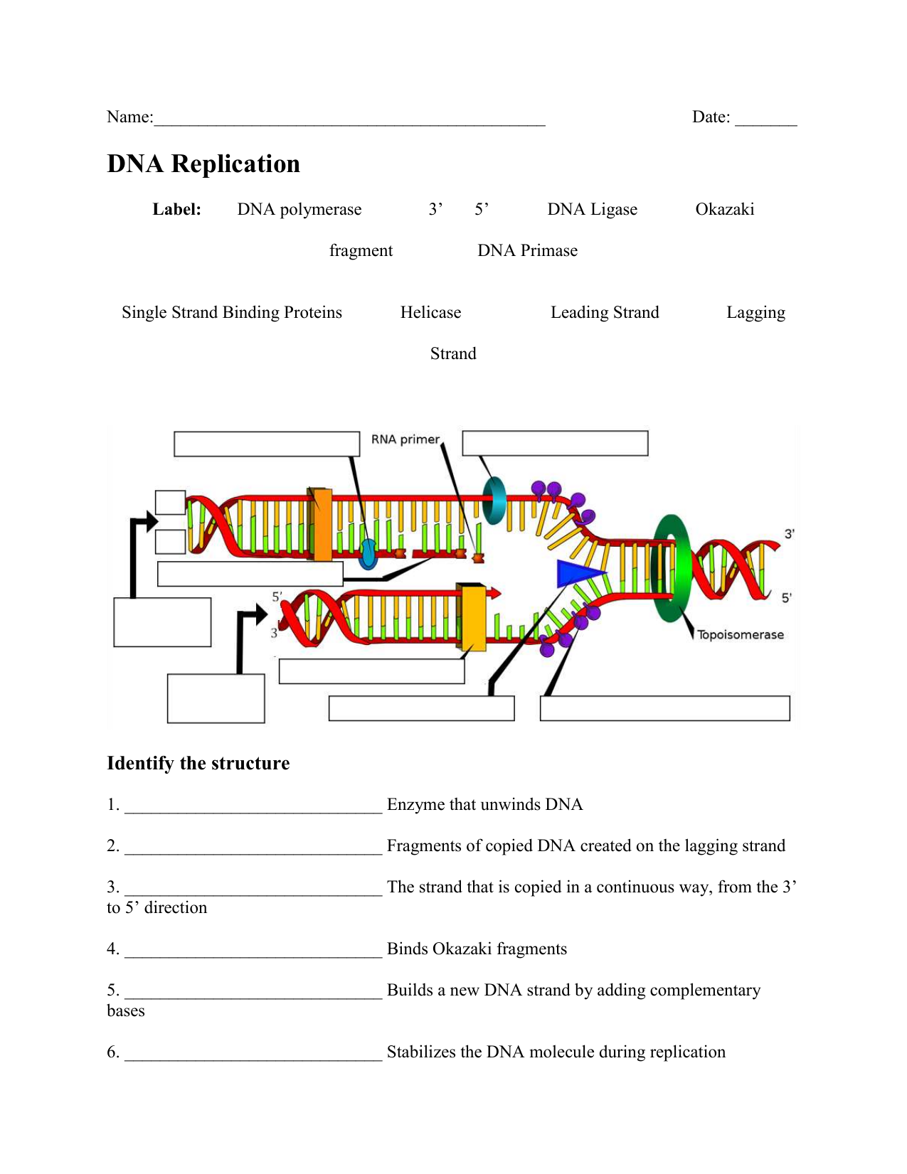 Free Printable Dna Worksheets