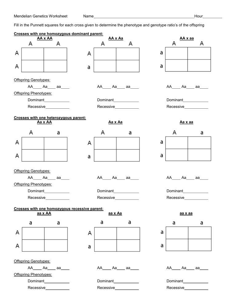 Dihybrid Punnett Square Worksheet