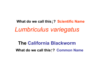Lumbriculus Variegatus Characteristics of Life