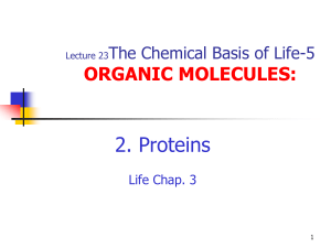 Lecture 23 - Proteins