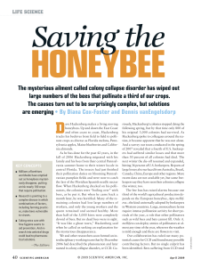 saving the honeybee