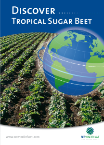Discover tropical sugarbeet 