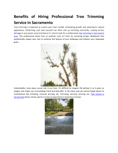 Choose The Best Tree Service in Sacramento